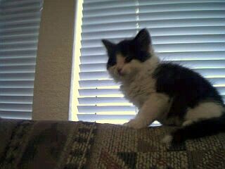 blackwhitekitten.jpg
