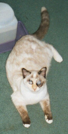 butterball2.jpg