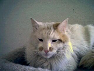 firecat.jpg