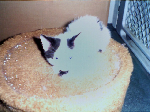 marshmallow1.jpg