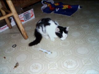 patches1.jpg